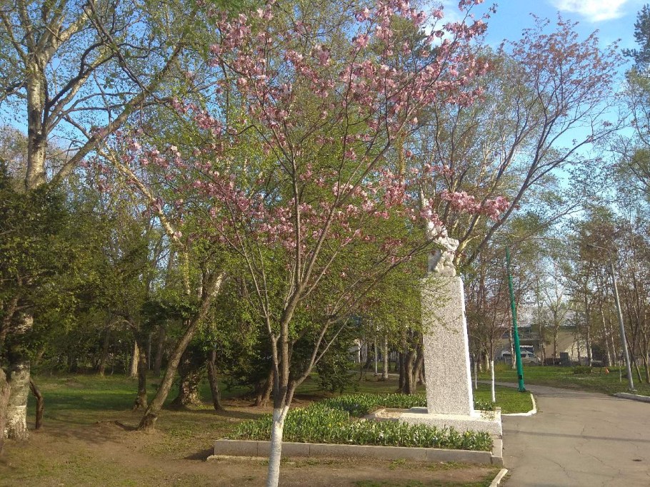 Вишня Саржента