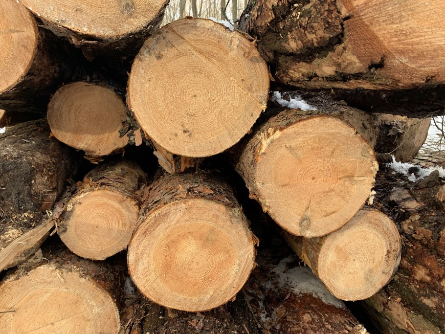 Сосна древесина