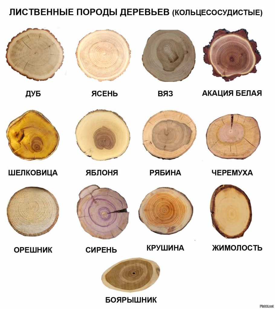 Твёрдые лиственные породы древесины