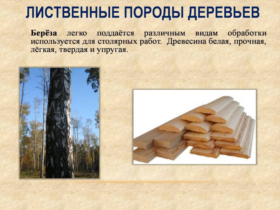 Поперечный спил кедра