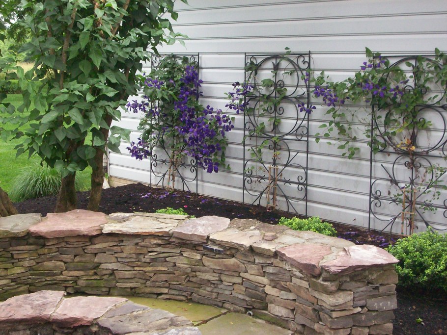 Клематис Исаго забора