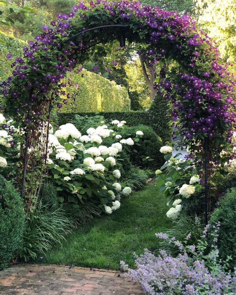 Клематис Распутин в саду