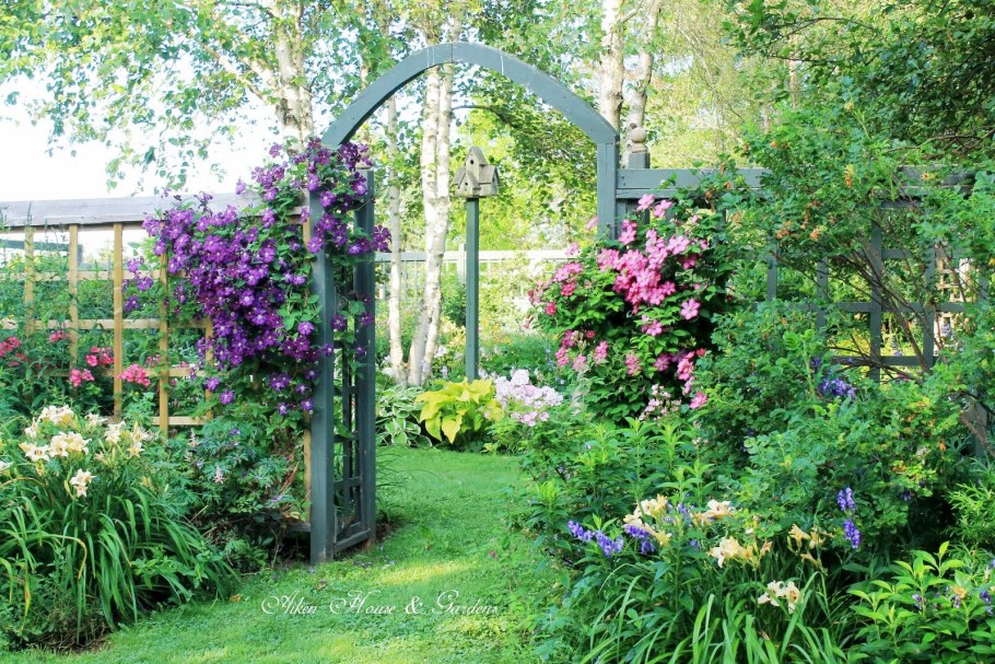 Клематис Арабелла миксбордер