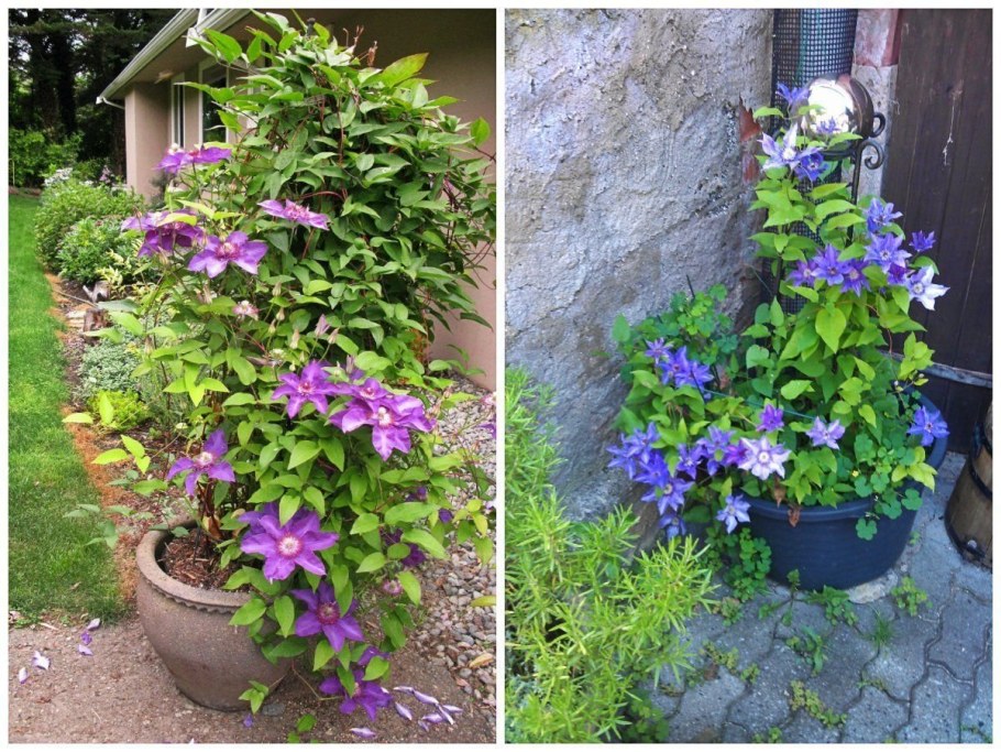 Гортензия и клематис