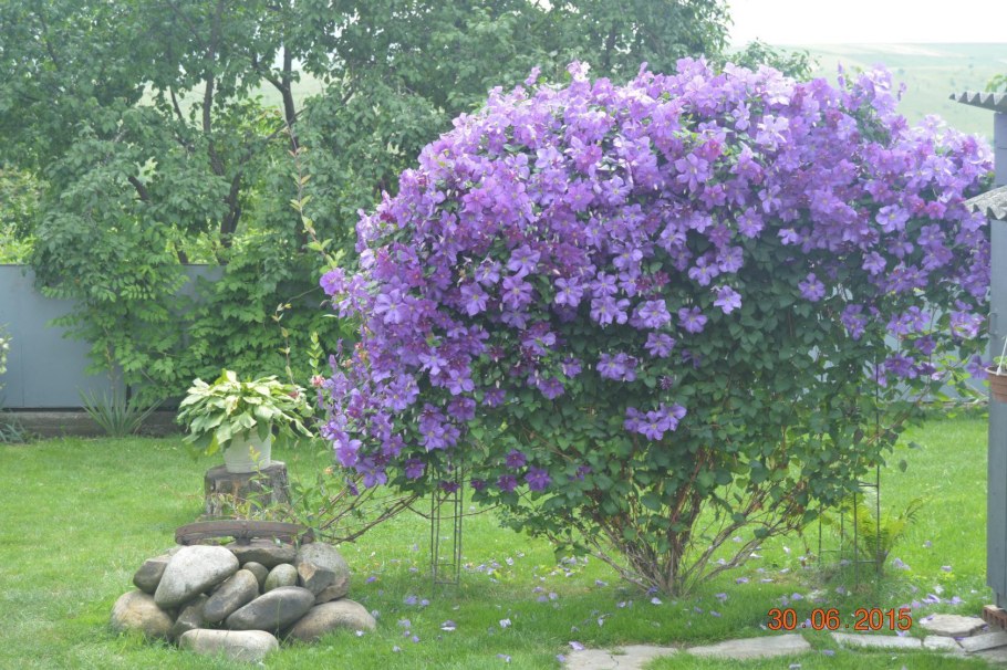 Клематис оплетает забор