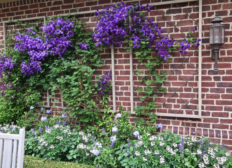 Клематис Атрагене Пурпл