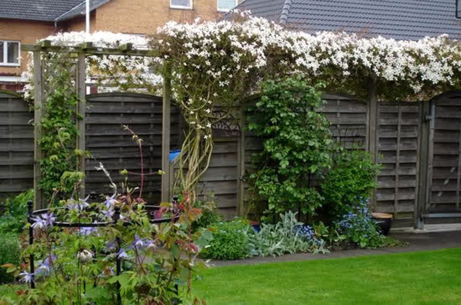 Клематис на крыльце