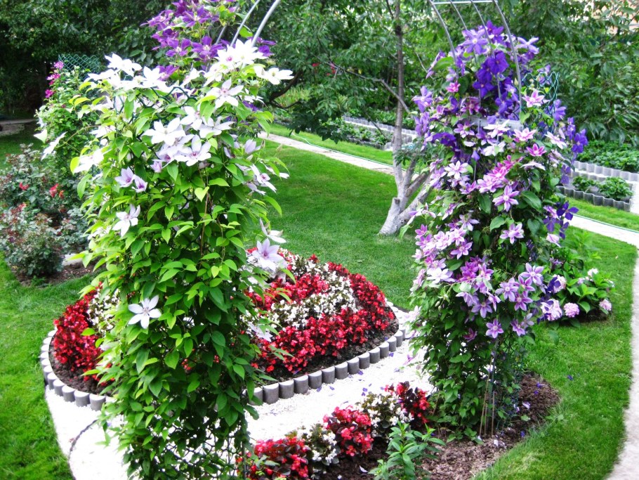 Клематис +Флокс ландшафт