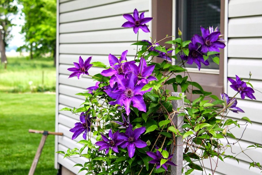 Клематис президент на арке