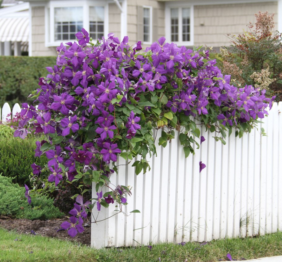 Пергола пирамида клематис
