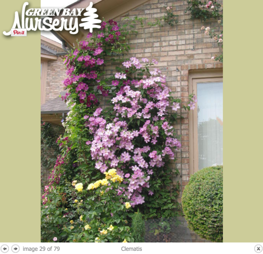 Плетистая роза вдоль забора