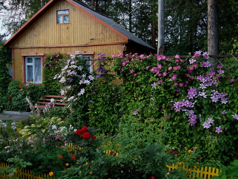 Клематис на арке