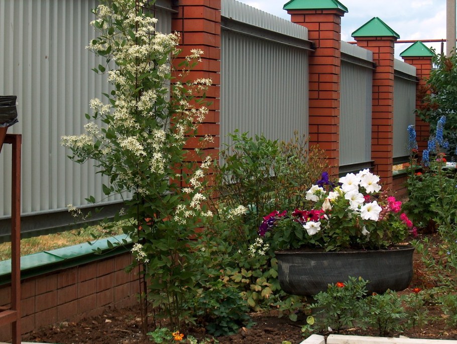 Клематис Жакмана на арке