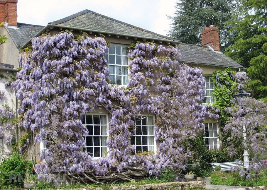 Клематис Живая изгородь