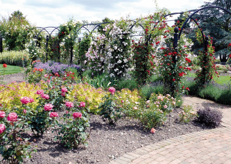 Клематис на клумбе