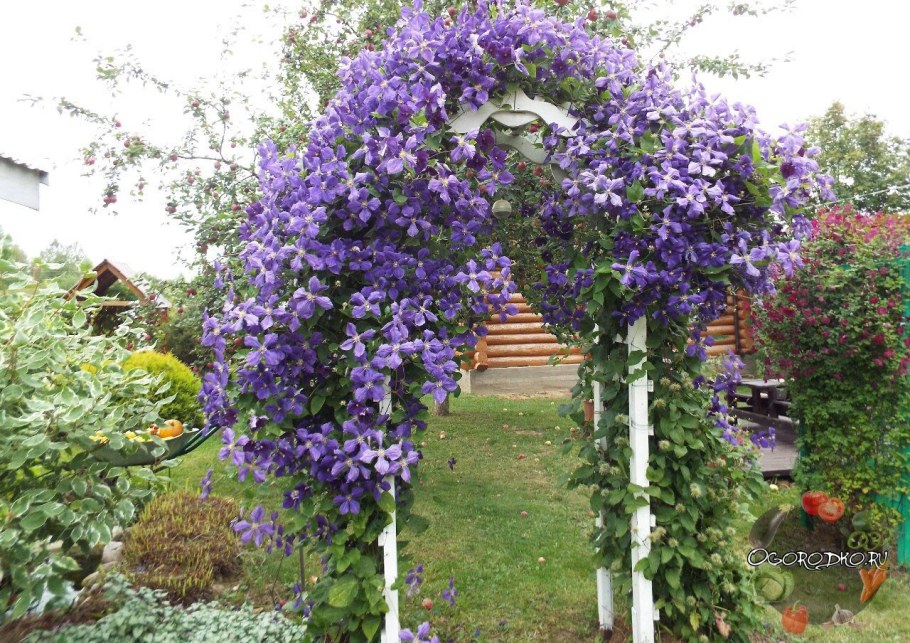 Клематис и ипомея