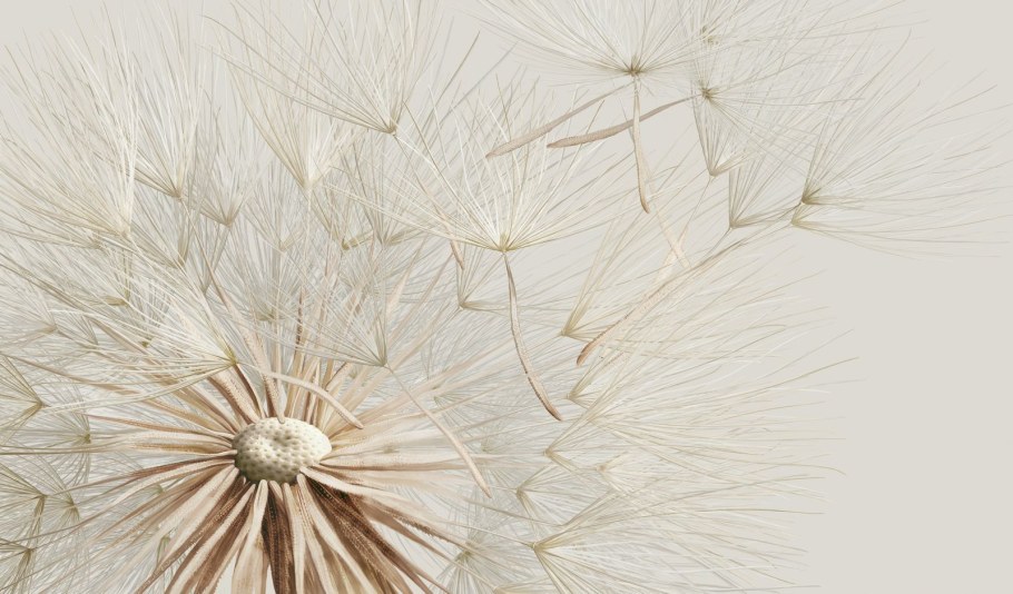 Одуванчики на стене