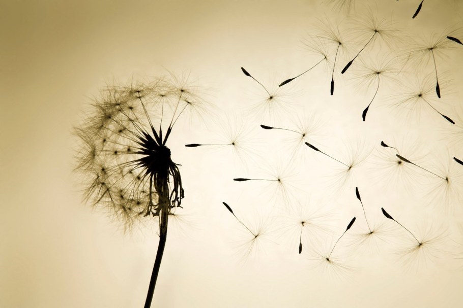 Фотообои с одуванчиками в интерьере