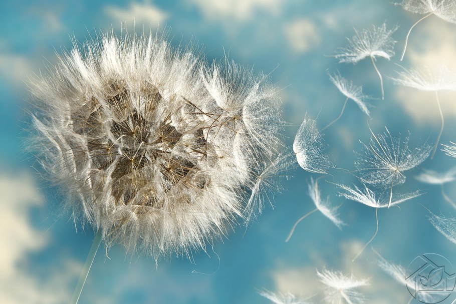 Фотообои одуванчик