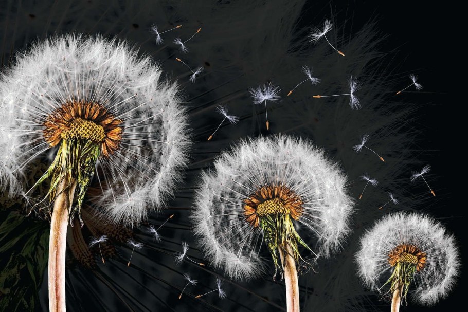 Одуванчики на стене в интерьере