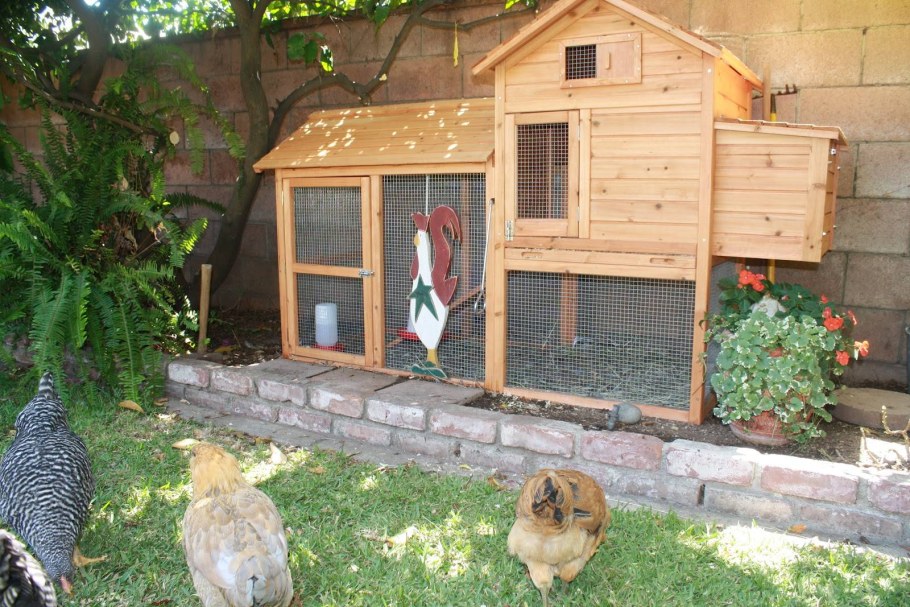 Курятник на балконе