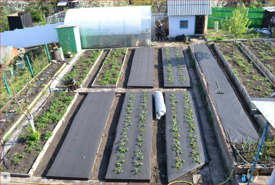 Плитка между грядками