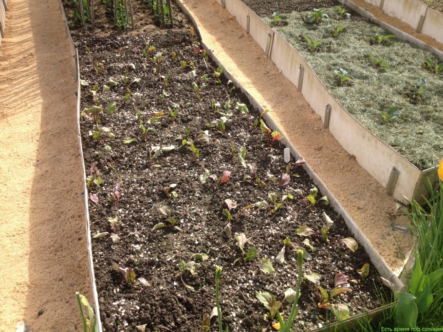 Дорожки между грядками