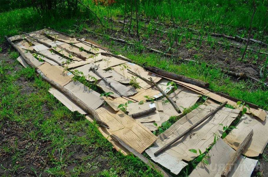 Картон на грядках