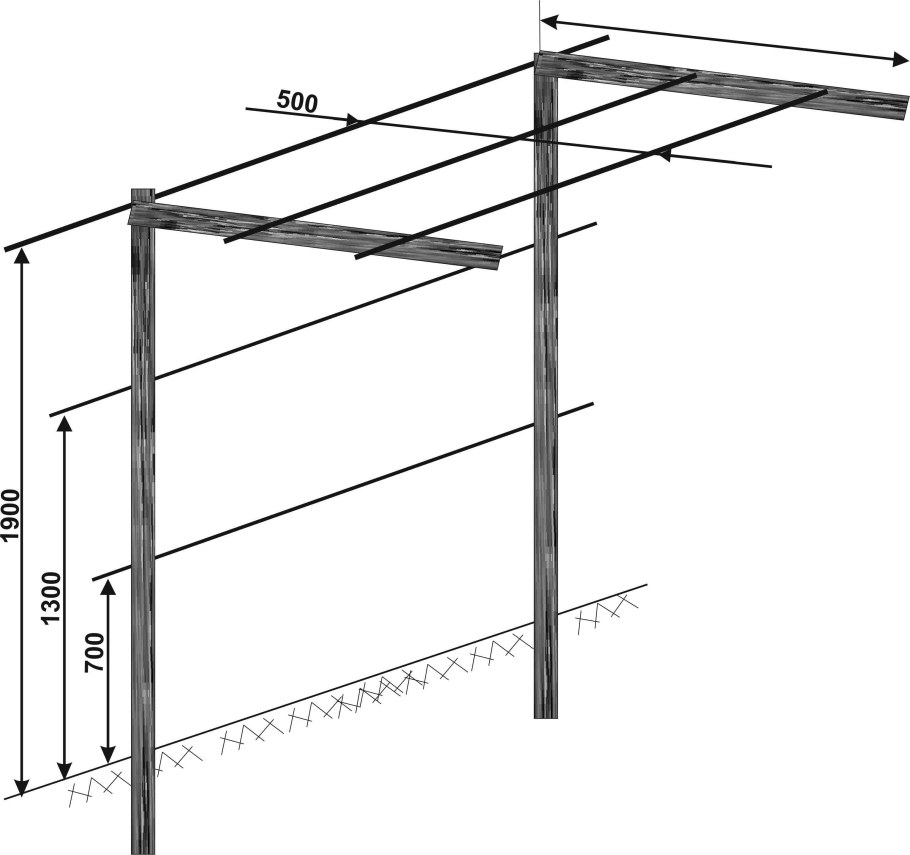 Чертеж двухплоскостной шпалеры для винограда