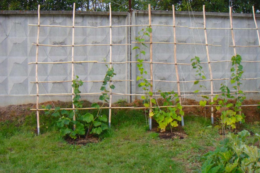 Огурцы на шпалере (Сергей Дьяков)