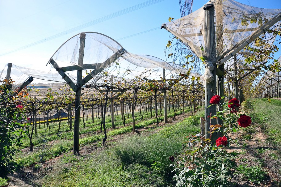 Двухплоскостная шпалера под виноград