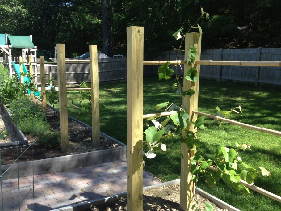 Grape Trellis