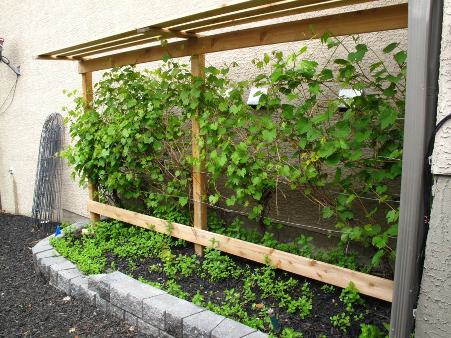 Пергола для ежевики