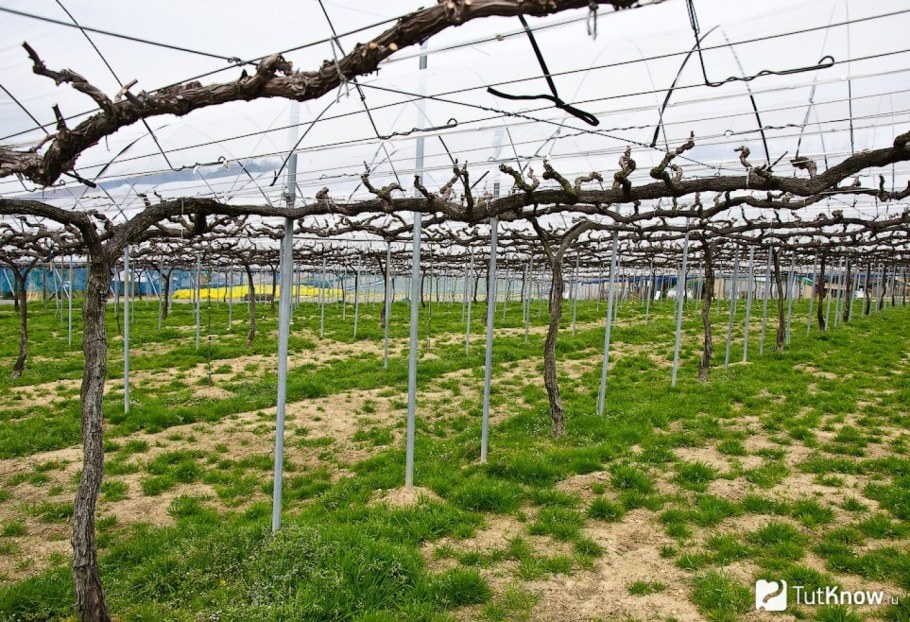 Виноград на двухплоскостной шпалере