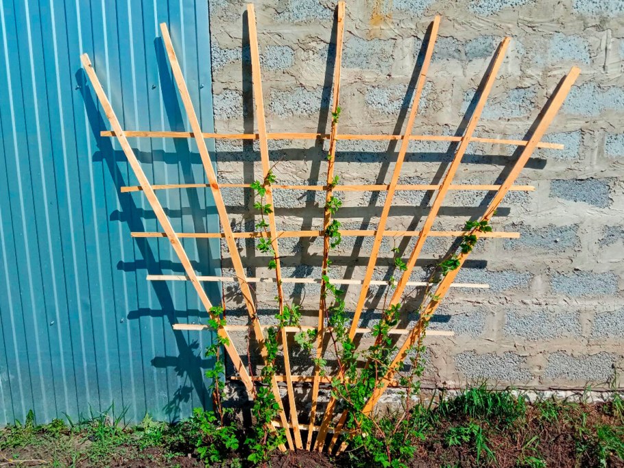 Ежевика Натчез на шпалере