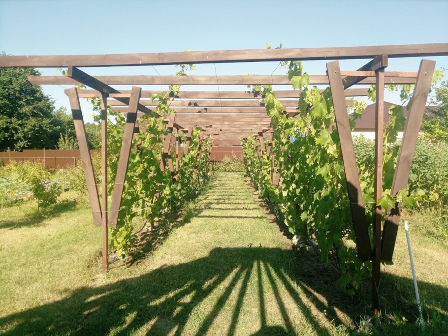 Двухплоскостная шпалера для винограда