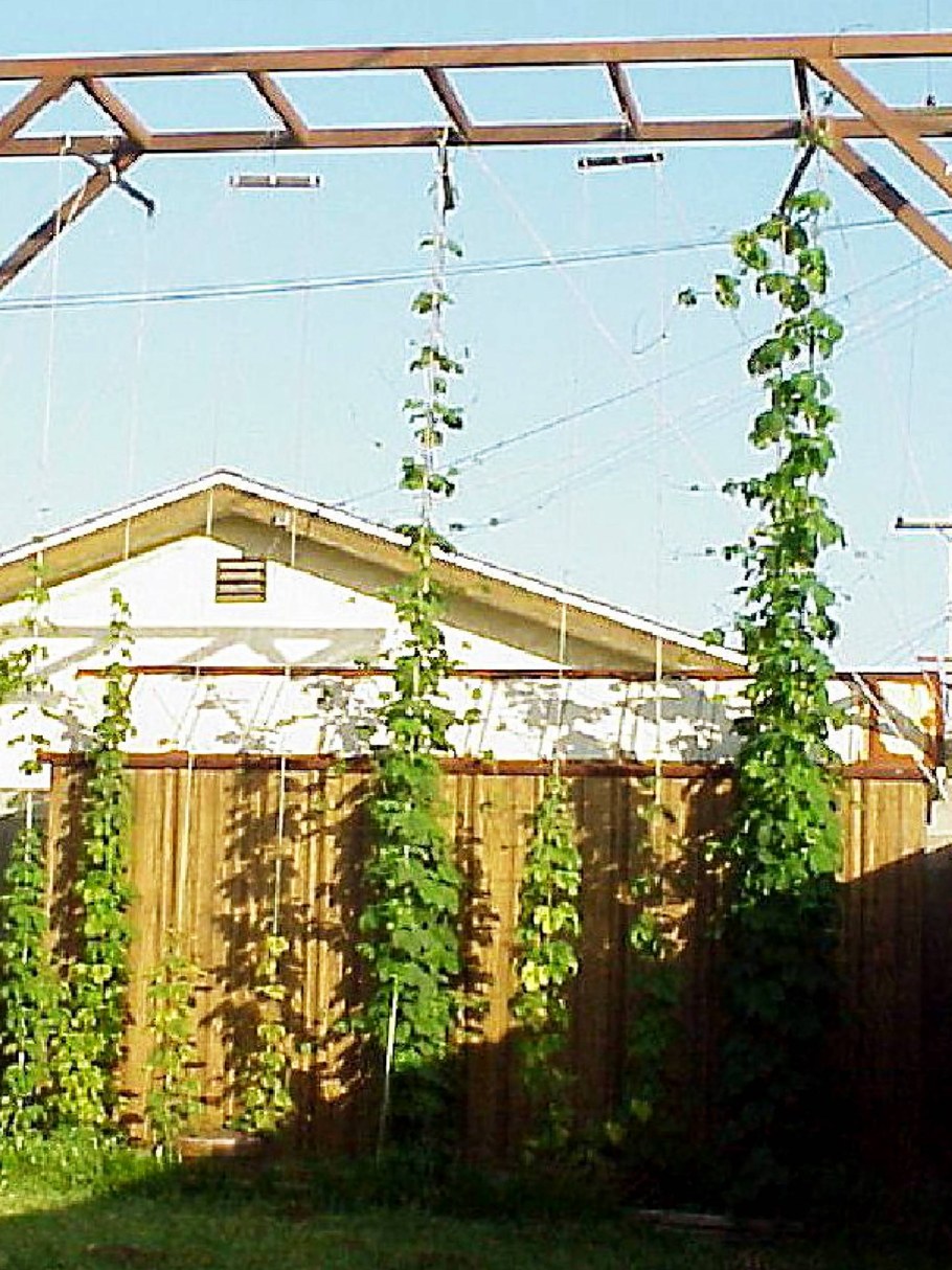 Шатровая шпалера для винограда