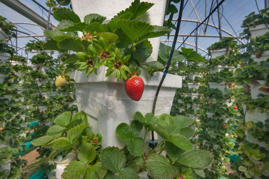 Клубника в теплице на даче