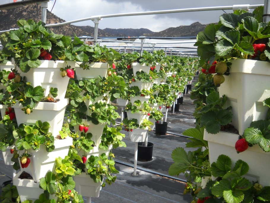 Земляника Аквапоника