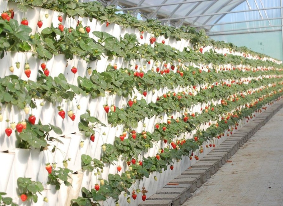 Вьющаяся клубника