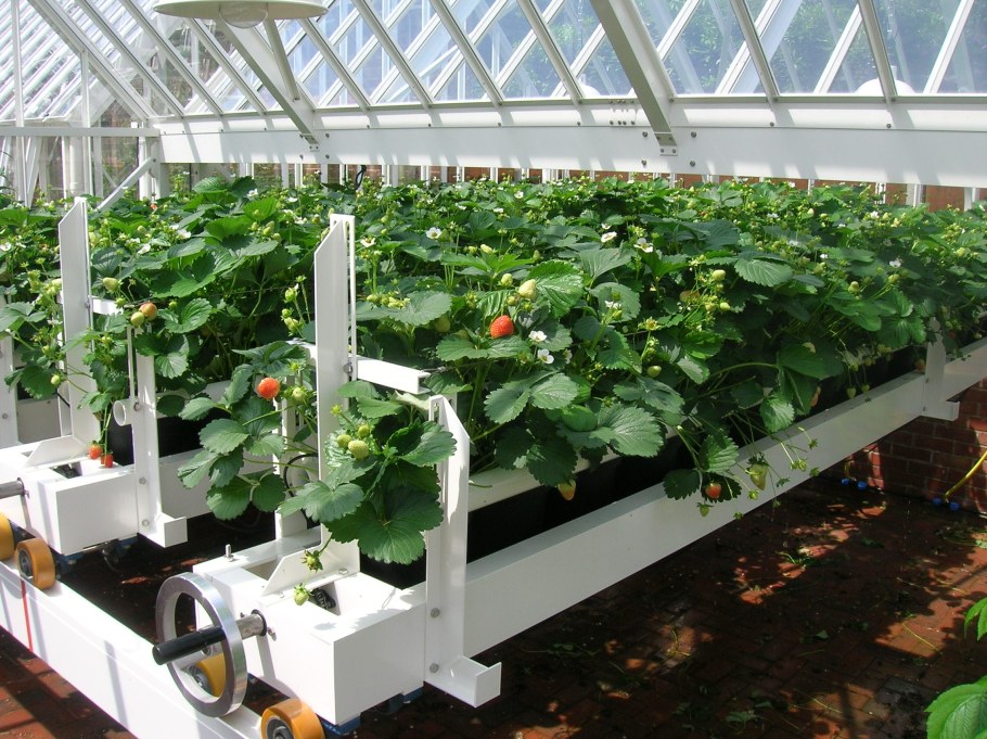 Виктория в теплице