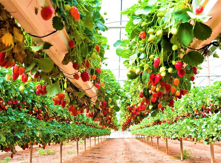 Клубника Шпалерная