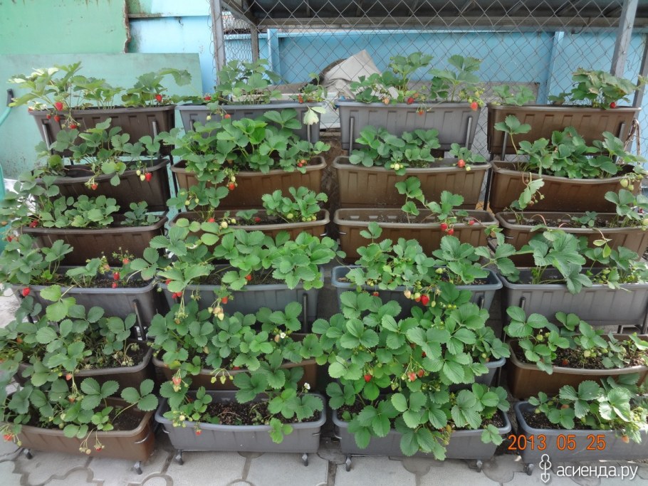 Клубничные грядки, Светланы, Татур.