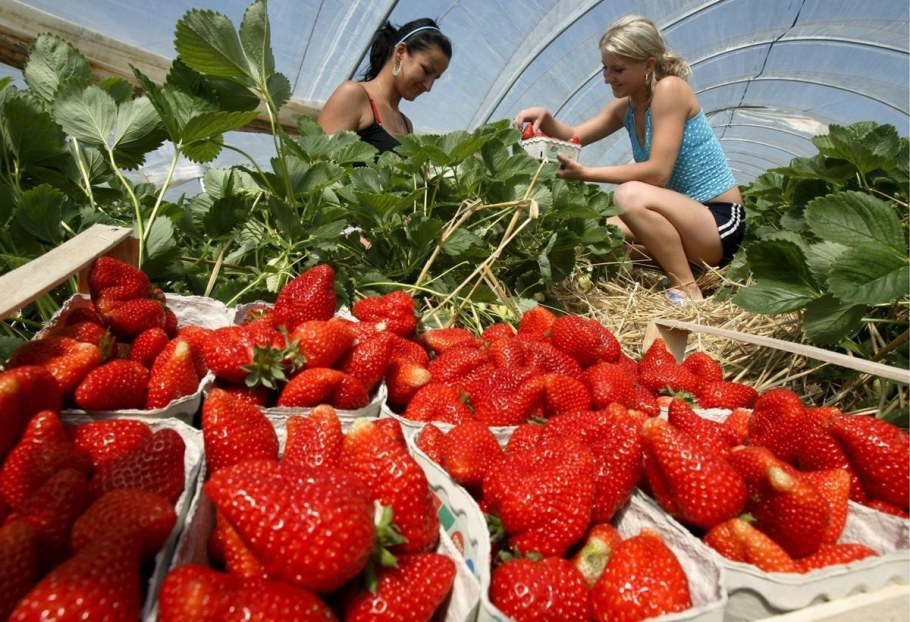 Сбор клубники в теплице