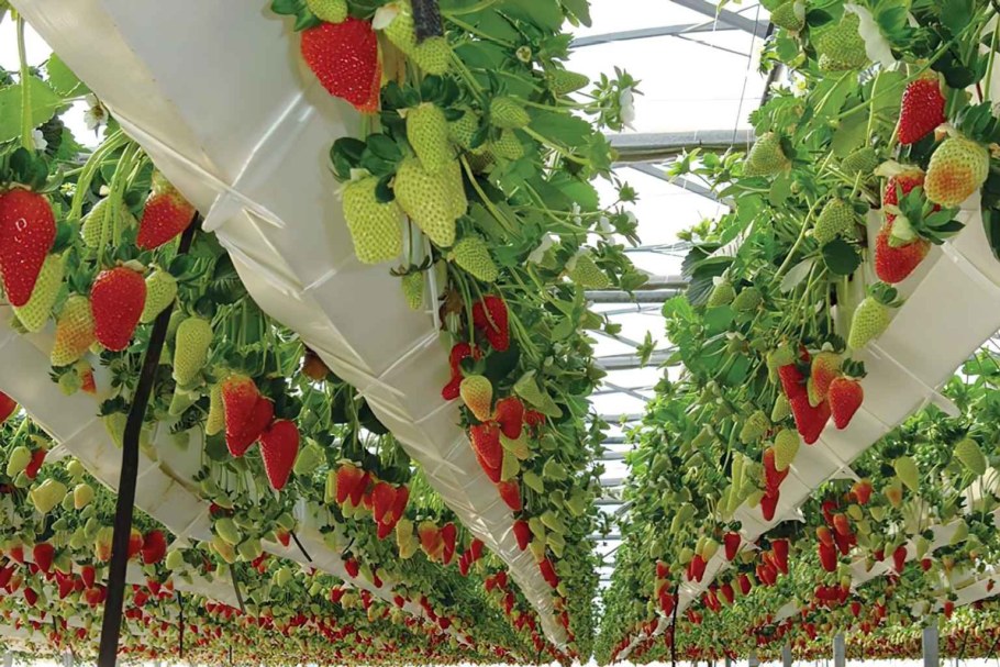 Аквапоника клубника