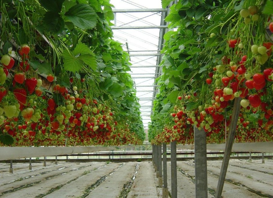 Гидропоника ремонтантная клубника Турция