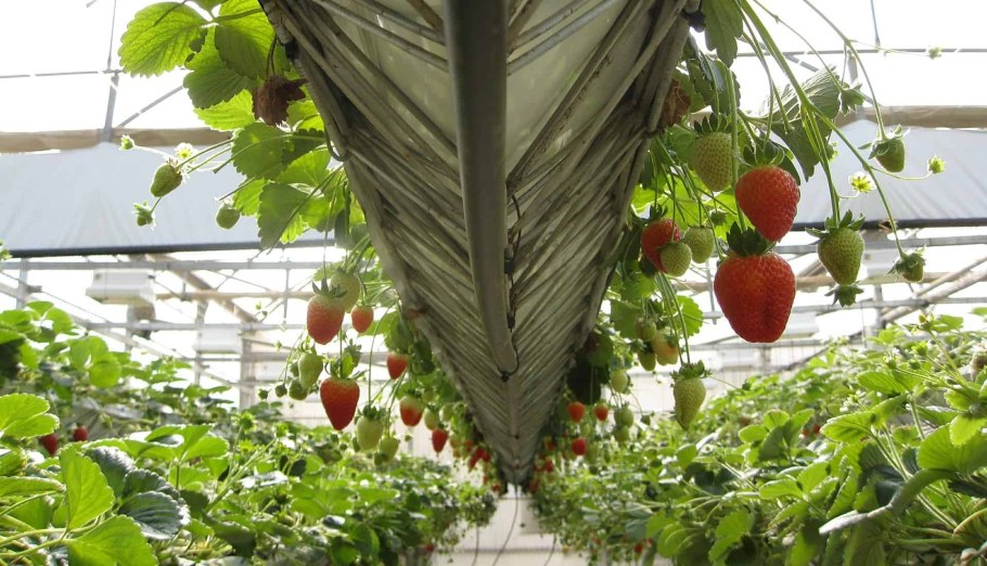 Виктория в теплице