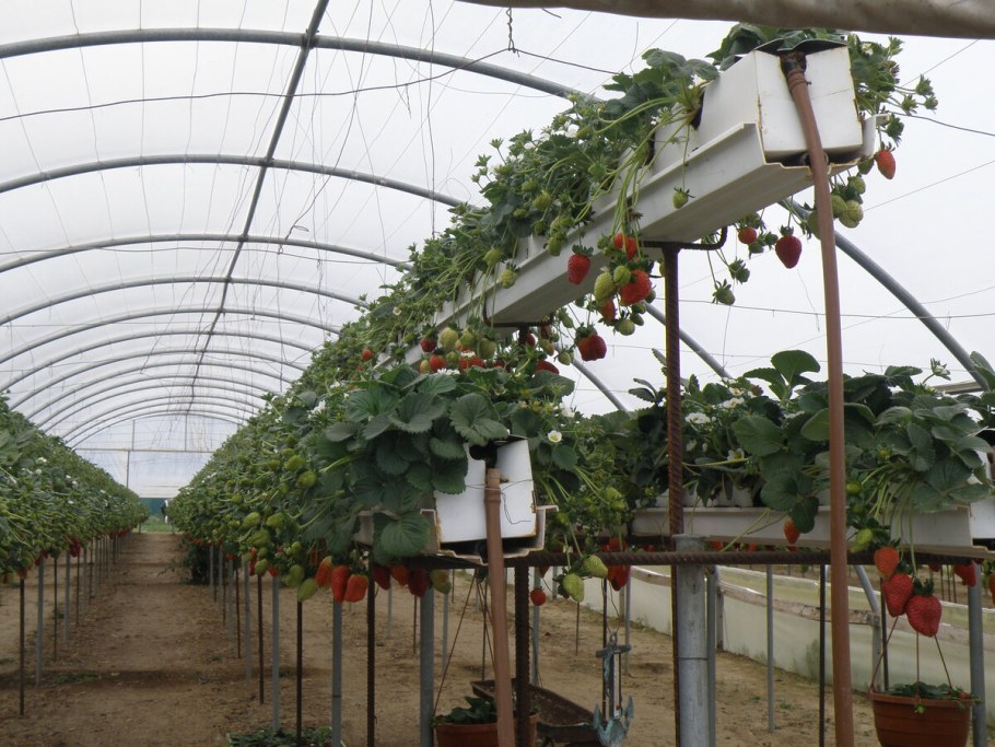 Зимняя теплица для клубники