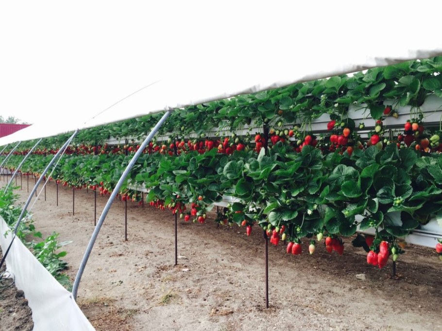 Теплицы Хайгроув клубника