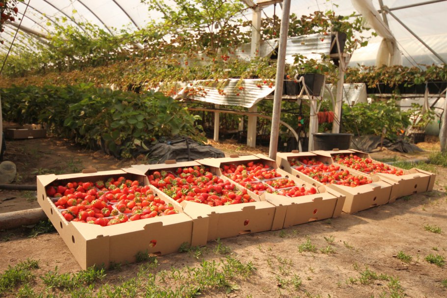 Парник для клубники